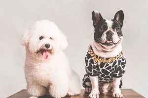 Animale de companie