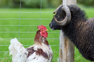Animale curte